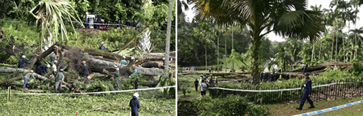 Figure 1 Singapore Botanical Garden accident caused by tree failure_