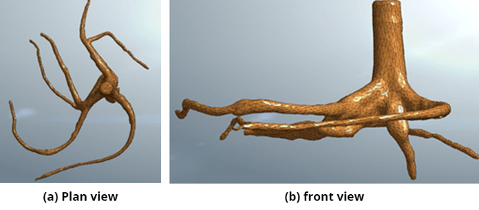 Figure 8 Root architecture S. saman_
